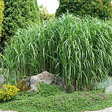 Мискантус гигантский, С5