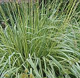 Молиния голубая "Вариегата" (Variegata), С3, фото 2