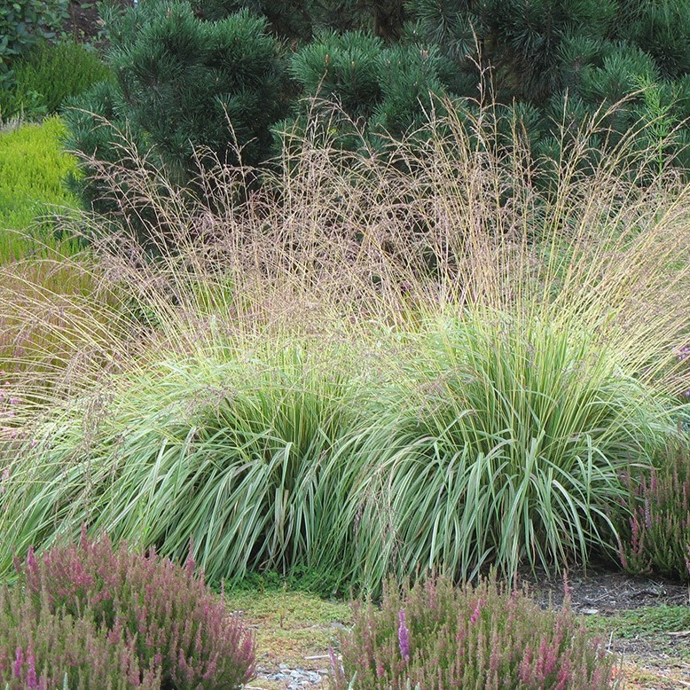 Молиния голубая "Вариегата" (Variegata), С3