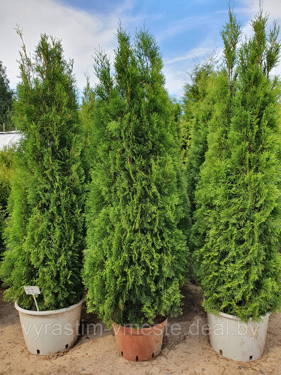 Туя западная Смарагд (Thuja occidentalis Smaragd) С35 выс. 200-220см - фото 1 - id-p137615413