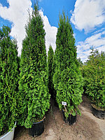 Туя западная Смарагд (Thuja occidentalis Smaragd) выс.250-260см