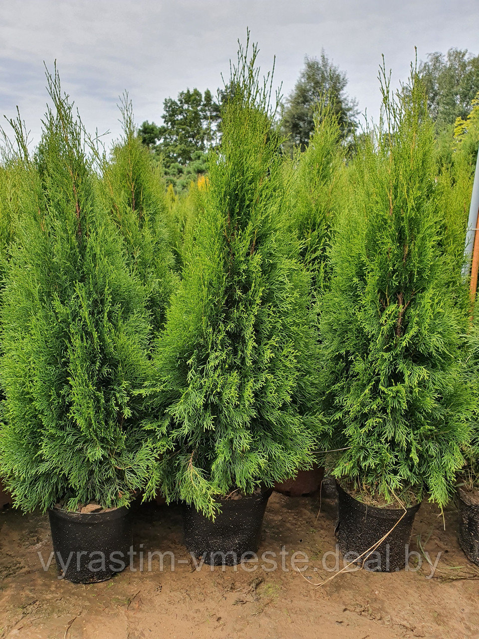 Туя  западная  Смарагд  (Thuja occidentalis  Smaragd) С10 выс. 120-130см