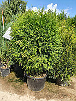 Туя западная Глобоса ( Thuja occidentalis 'Globosa') С35 выс.120-130 см диам. 100-110 см