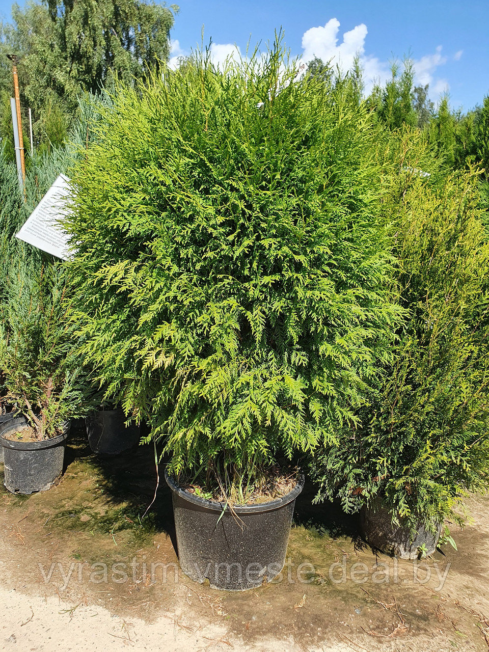 Туя западная Глобоса ( Thuja occidentalis 'Globosa') С35 выс.120-130 см диам. 100-110 см - фото 1 - id-p166074504