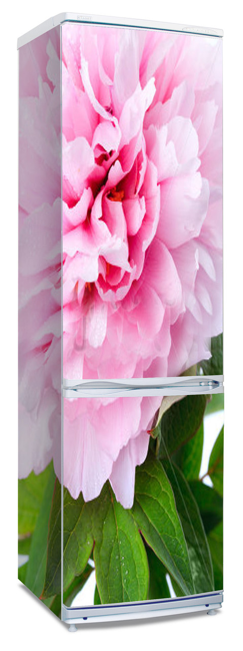 Наклейка на холодильник Пион розовый"