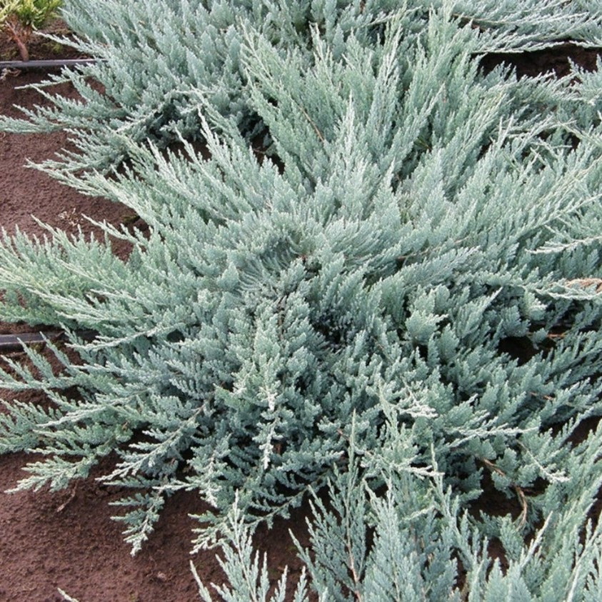 Можжевельник горизонтальный "Блю Чип" (Blue Chip), С2