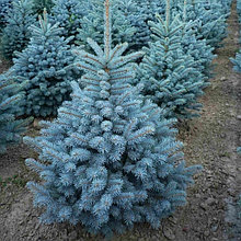 Ель колючая (голубая) "Супер Блю Сидлинг" (Super Blue Seedling), С10