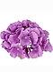 Гортензия 3С-Le18. 12 шт. в уп./1 шт.- 2.00 руб., фото 2