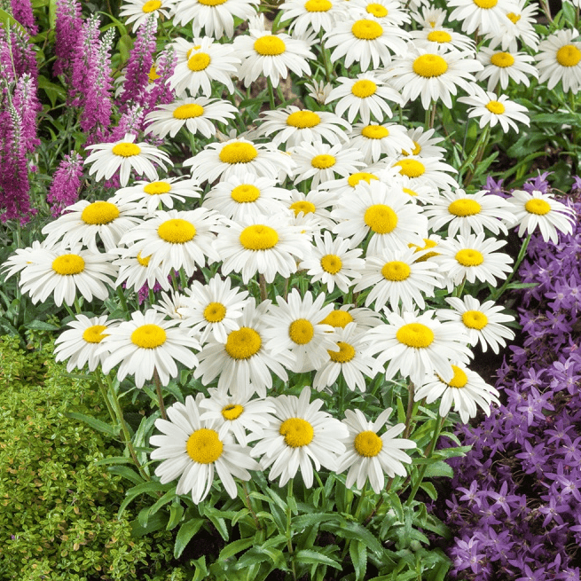 Астра альпийская "Альбус", С2 - фото 1 - id-p185721881