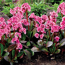 Бадан "Флирт" (Flirt),  Р9
