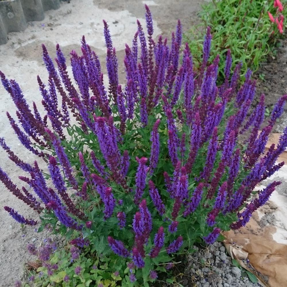 Шалфей дубравный "Блаукенигин" (Blaukoenigin), Р9