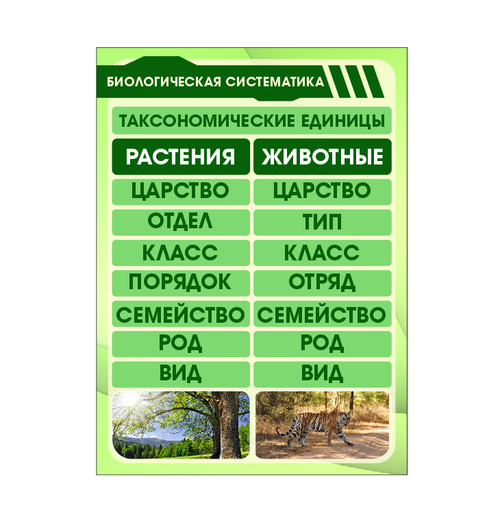 Школьный стенд в кабинет биологии "Биологическая систематика" - фото 1 - id-p185849355