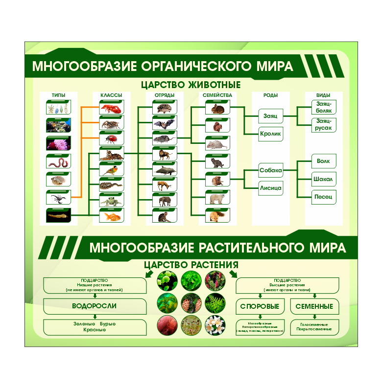 Школьный стенд в кабинет биологии "Многообразие органического и растительного мира"