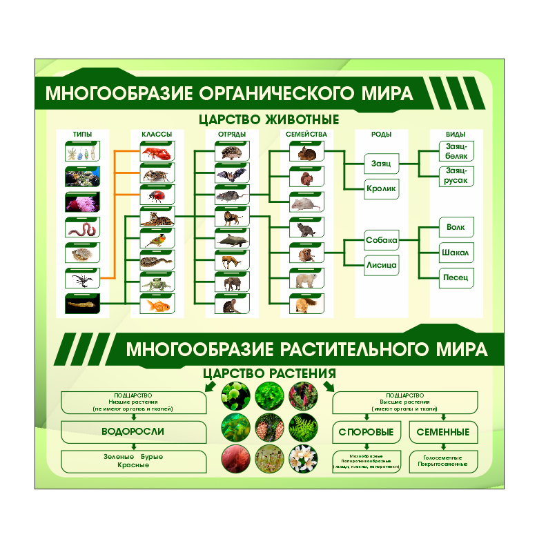 Школьный стенд в кабинет биологии "Многообразие органического и растительного мира" - фото 1 - id-p185849396