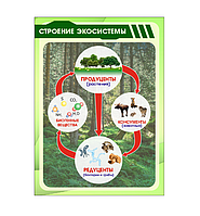 Школьный стенд в кабинет биологии "Строение экосистемы"