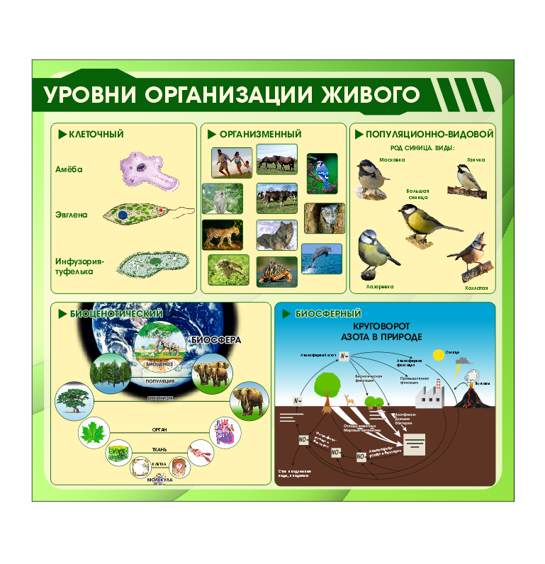 Школьный стенд в кабинет биологии "Уровни организации живого" - фото 1 - id-p185849517