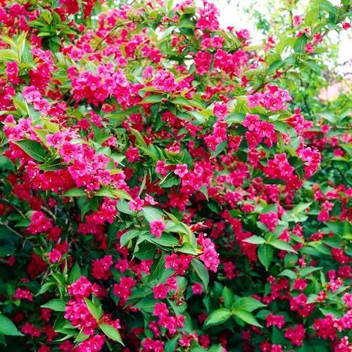 Вейгела цветущая Бристол Руби - фото 2 - id-p42949702