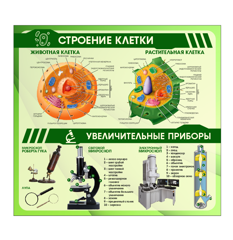 Школьный стенд в кабинет биологии "Строение клетки"