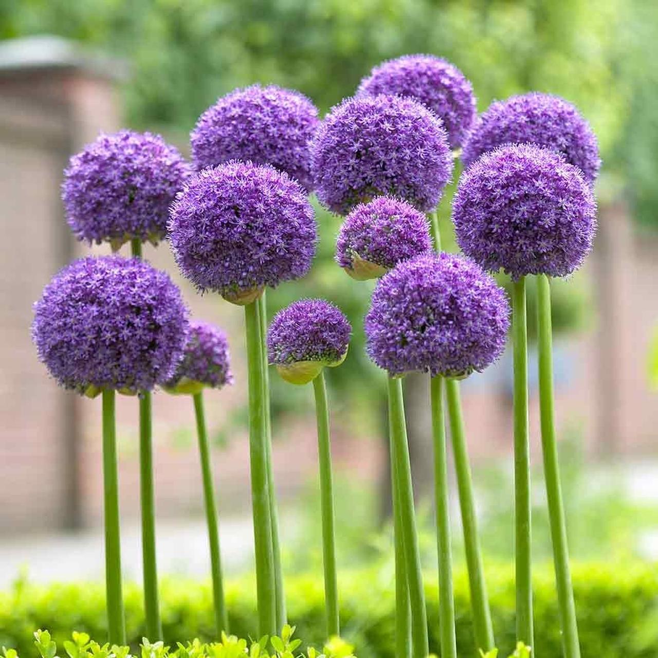 Лук афлатунский Allium aflatunense, саженец