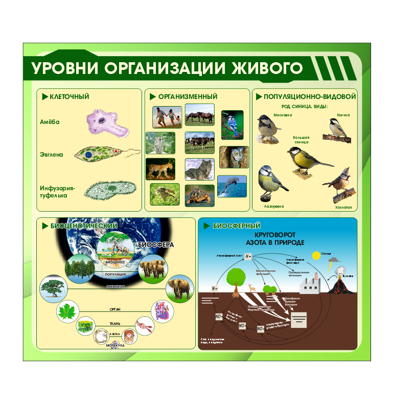 Как дополнить таблицу "Уровни организации живой природы"(см)?