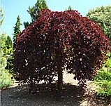 Бук лесной Пурпуреа Пендула на штамбе, фото 3
