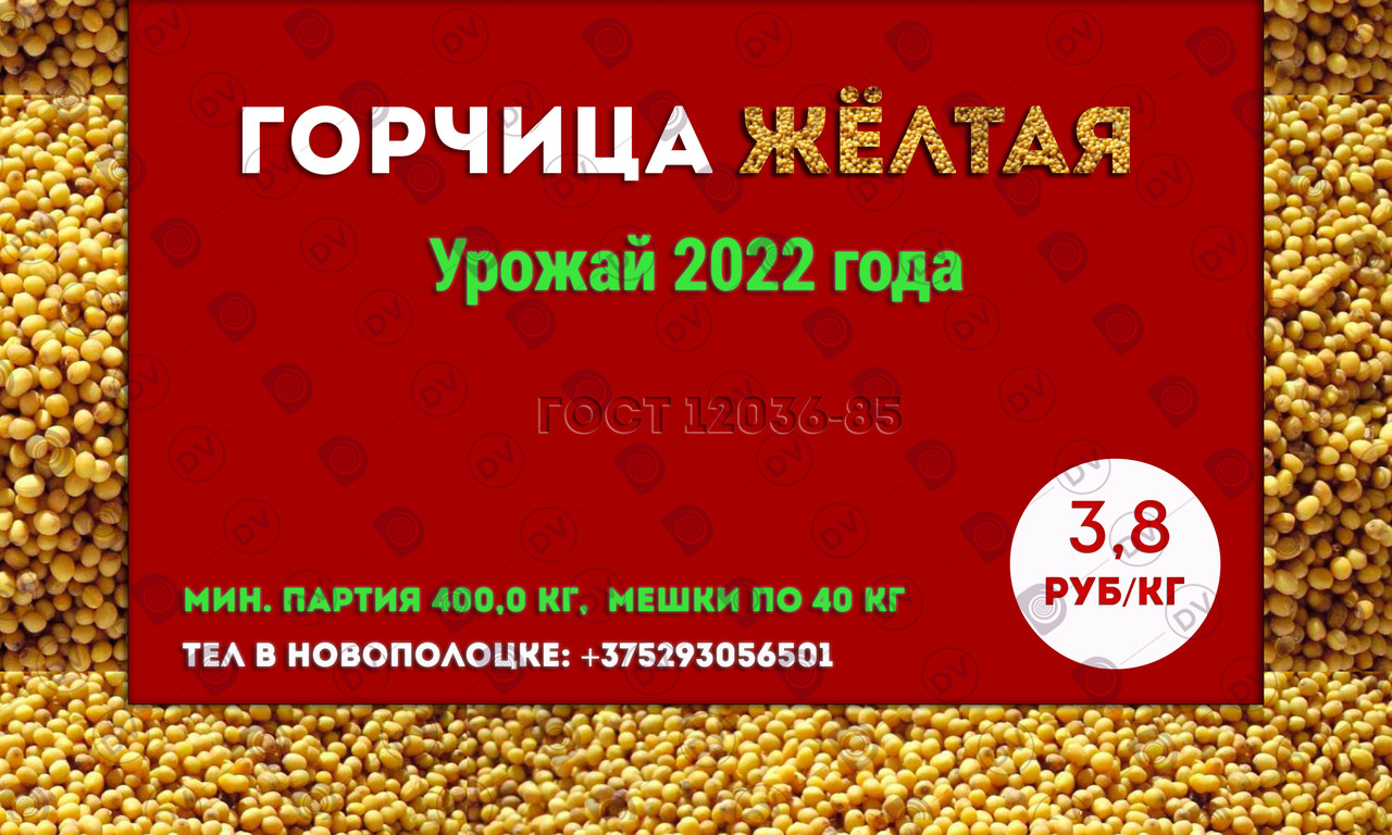 Горчица желтая на сидераты, урожай 2022 г