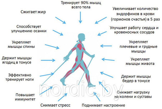 Польза от скандинавской ходьбы