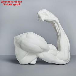 Гипсовая фигура, рука, согнутая в локте "Мастерская Экорше", 36.5 х 14 х 41.5 см