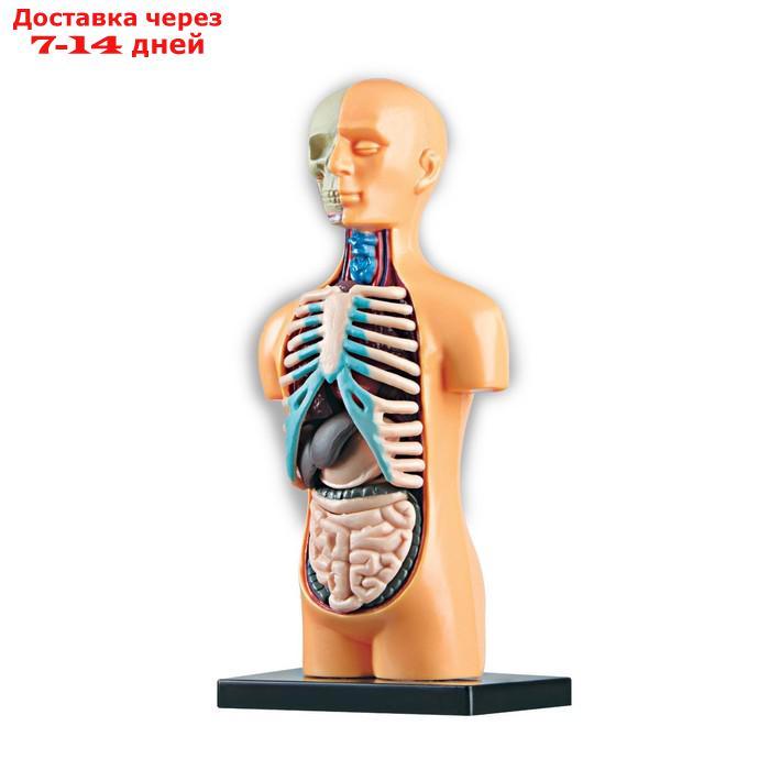 Научный опыт "Анатомия человека" - фото 3 - id-p136218781