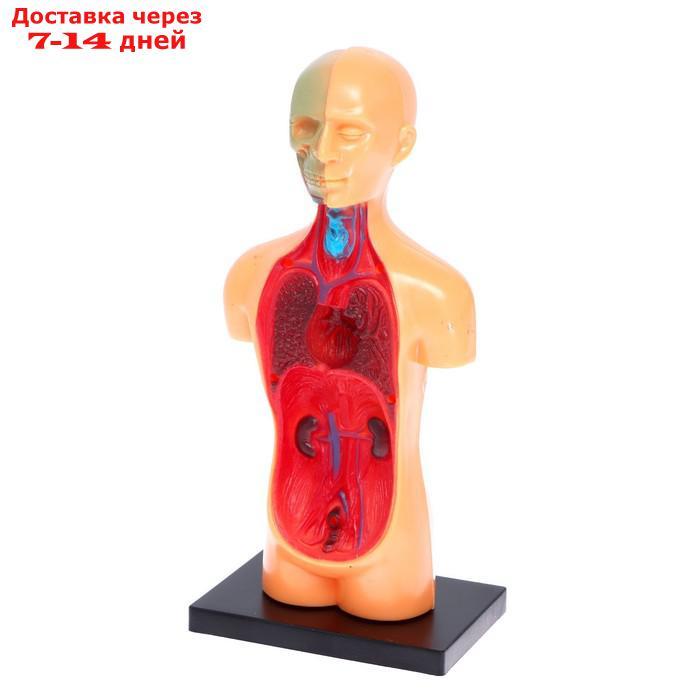 Научный опыт "Анатомия человека" - фото 4 - id-p136218781