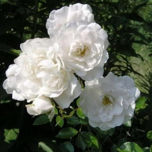 Роза почвопокровная Вайт Фейри - фото 1 - id-p186693104