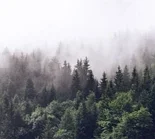 Фотообои листовые Vimala Лес в тумане