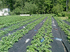 Спанбонд 60* черный ширина 3,2х150 м.п, рулон 480 м2 (СУФ), фото 3