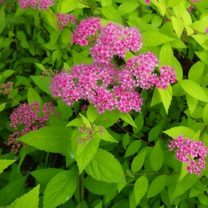 Спирея японская "Арнольд" (Spiraea japonica 'Arnold'), С3