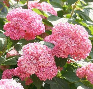 Гортензия древовидная Donker Rose Anabelle, саженец