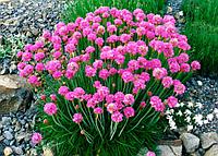 Армерия приморская (Armeria maritima), P9