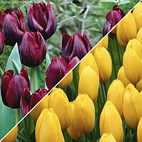 Holland Bulbs Набор 25 тюльпанов