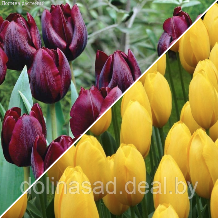 Holland Bulbs Набор 25 тюльпанов - фото 1 - id-p130361745