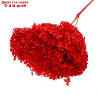 Сухоцвет Гортензия крупнолистовая, красная, 1 веточка 20 см в упаковке