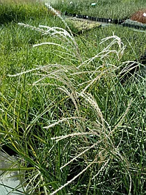 Мискантус китайский Малепартус