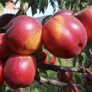 Нектарин Фантазия