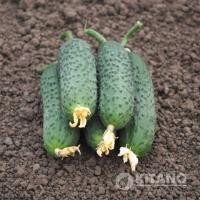 Каминари F1 | Kaminari F1 (KS 90 F1) | 500 семян -Kitano Seeds (Недерланды) Самоопыляемый Семена - фото 2 - id-p187757757