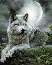 Алмазная мозаика "Волк" на подрамнике