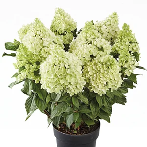 Саженцы Гортензий