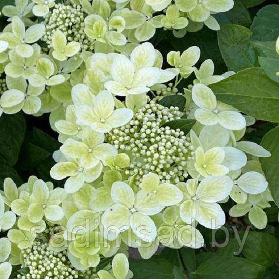 Гортензия метельчатая Пастель грин (Pastelgreen)
