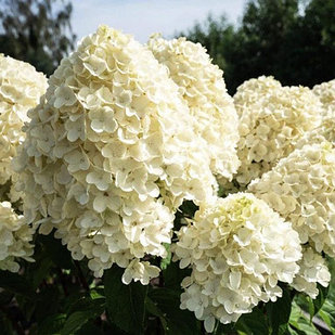 Гортензия метельчатая Summer Snow (Саммер Сноу)