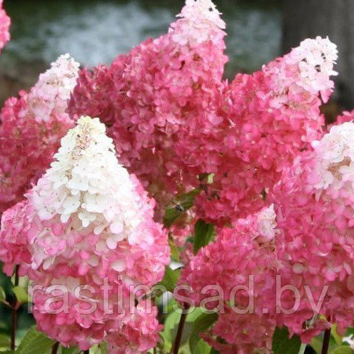 Гортензия метельчатая Strawberry Blossom (Строуберри блоссом)