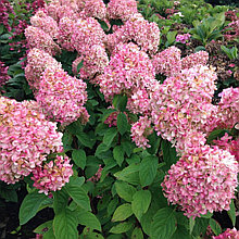 Гортензия метельчатая "Мэджикал Кэндл" (Magical Candle), С3