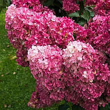 Гортензия метельчатая "Фрайз Мельба" (Fraise Melba) на штамбе, С5