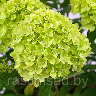 Гортензия метельчатая Pandora